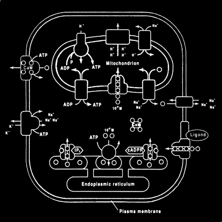 fig 10.