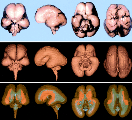 fig 2.