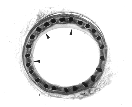 Fig 2.