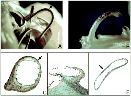Fig 3.