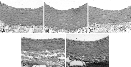Fig 5.