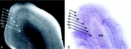 Fig 1.