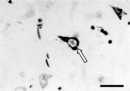 Fig 5.