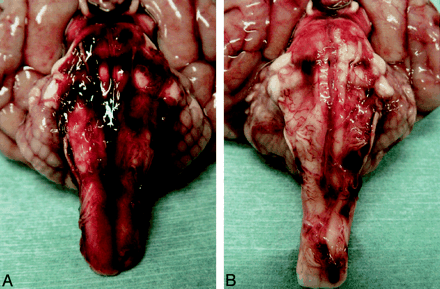 Fig 1.