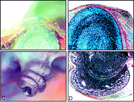 Fig 4.