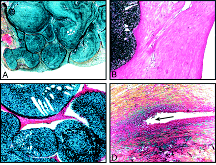 Fig 5.