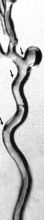 Fig 1.