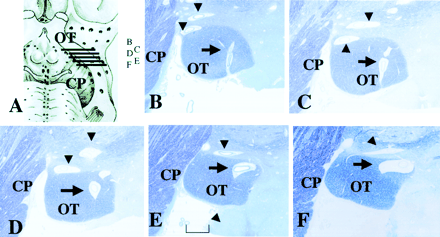 Fig 5.
