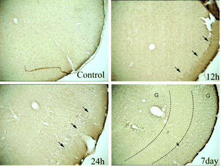 Fig 6.