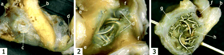Fig 3.