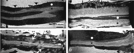Fig 1.