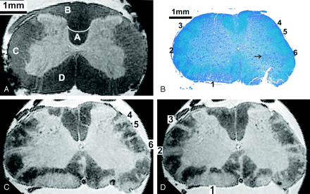 Fig 2.
