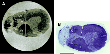 Fig 5.