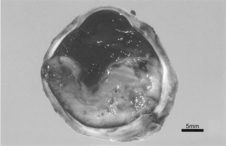 Fig 4.