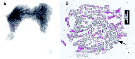 Fig 2.