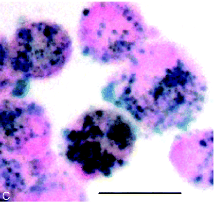 Fig 3.