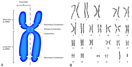 Fig 1.