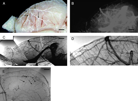 Fig 2.