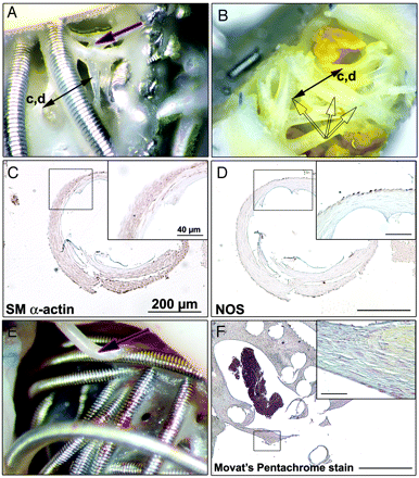 Fig 5.