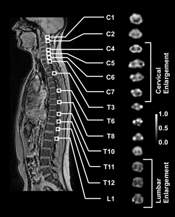 Fig 1.
