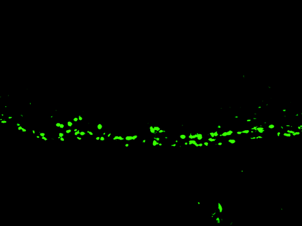 Fig 1.