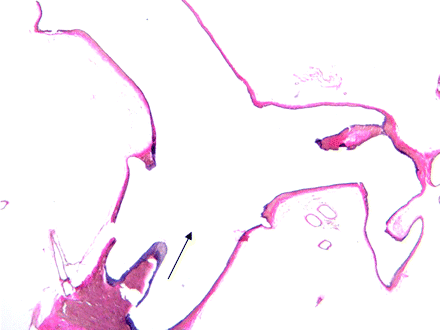 Fig 1.