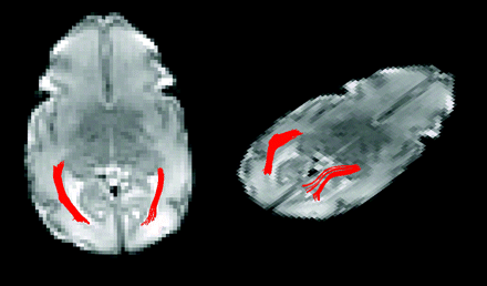 Fig 1.