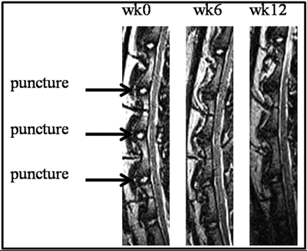 Fig 1.