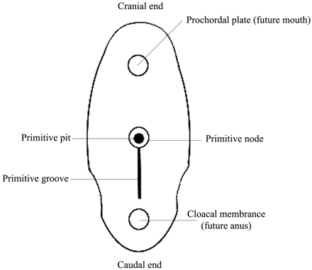 Fig 1.