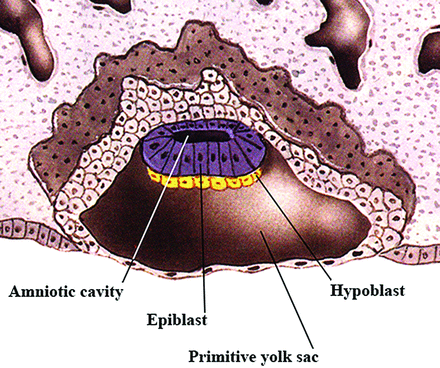 Fig 2.