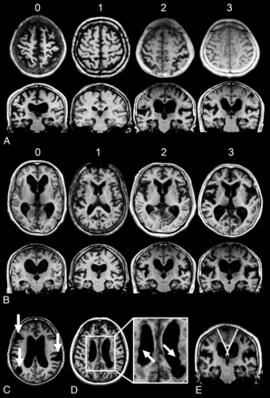 Fig 1.