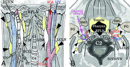 Fig 1.