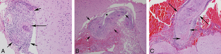Fig 1.