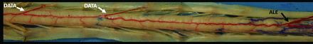 FIG 2.